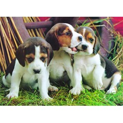 Eurographics (6000-4054) - "Chiots" - 1000 pièces