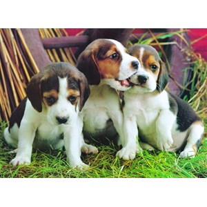 Eurographics (6000-4054) - "Chiots" - 1000 pièces