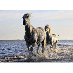 Grafika Kids (01245) - "Horses" - 24 pièces