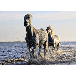 Grafika Kids (01245) - "Horses" - 24 pièces