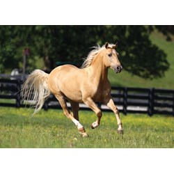 Art Puzzle (4445) - "Liberté" - 1000 pièces