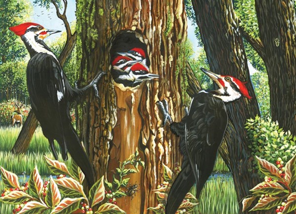 Cobble Hill (51719) - "Pileated Woodpeckers" - 1000 pièces