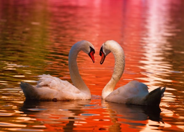 Grafika Kids (01050) - "Cygnes" - 24 pièces