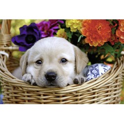 Ravensburger (08971) - "Amis à Quatre Pattes" - 24 pièces