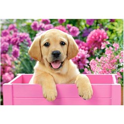 Castorland (B-52226) - "Labrador Puppy in Pink Box" - 500 pièces