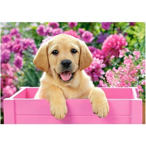 Castorland (B-52226) - "Labrador Puppy in Pink Box" - 500 pièces
