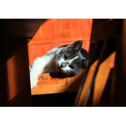 Grafika (01409) - "Chaton" - 1000 pièces