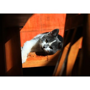 Grafika (01409) - "Chaton" - 1000 pièces