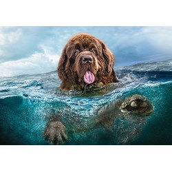 Castorland (C-103478) - "Big Brown" - 1000 pièces