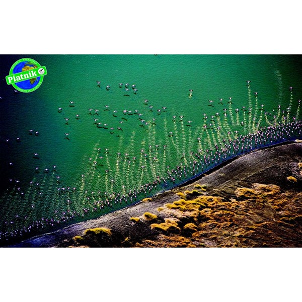 Piatnik (5699) - "Flamants roses" - 1000 pièces