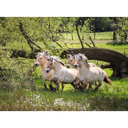 Ravensburger (14772) - "Norwegian Fjord Horses" - 500 pièces