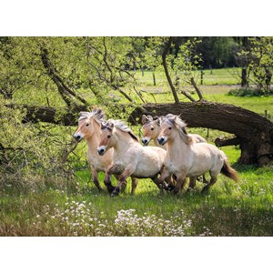 Ravensburger (14772) - "Norwegian Fjord Horses" - 500 pièces