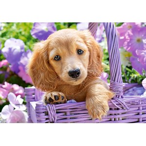 Castorland (C-103799) - "Puppy in Basket" - 1000 pièces