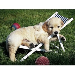 Ravensburger (14179) - "Golden Retriever" - 500 pièces