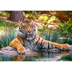 Castorland (B-52745) - "Sumatran Tiger" - 500 pièces