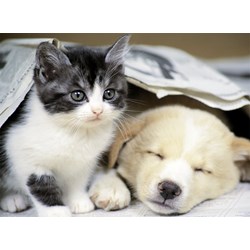 Nathan (87129) - "Wake up" - 500 pièces