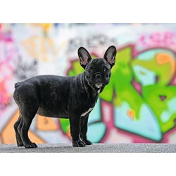 Ravensburger (14771) - "French Bulldog" - 500 pièces