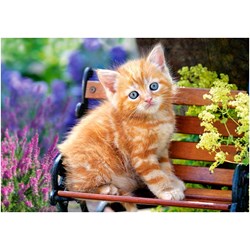 Castorland (B-52240) - "Ginger Kitten" - 500 pièces