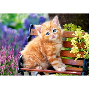 Castorland (B-52240) - "Ginger Kitten" - 500 pièces