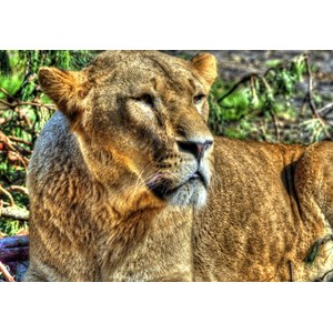 Grafika (00957) - "Lionne" - 100 pièces