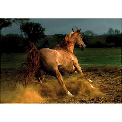 D-Toys (65988-PH04) - "Cheval chestnut" - 1000 pièces