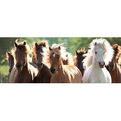 Ravensburger (15091) - "Chevaux sauvages" - 1000 pièces