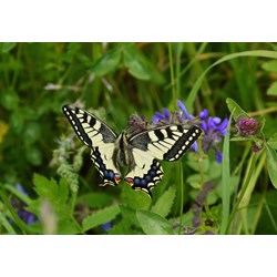 Grafika Kids (01222) - "Papillon" - 100 pièces