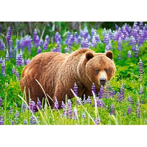 Castorland (B-52677) - "Bear on the Meadow" - 500 pièces