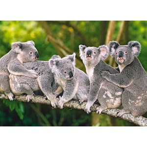 Castorland (B-13289) - "Koalas" - 120 pièces