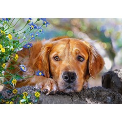 Castorland (B-52622) - "Golden Innocence" - 500 pièces