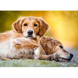 Castorland (B-27361) - "Amis pour la Vie" - 260 pièces