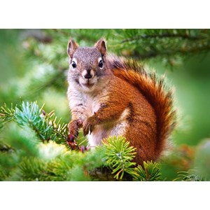 Castorland (B-27422) - "Pine Squirrel" - 260 pièces