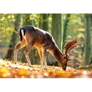 Castorland (B-52325) - "King of the Forest" - 500 pièces