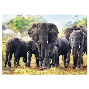 Trefl (10442) - "African Elephants" - 1000 pièces