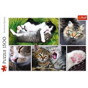 Trefl (26145) - "Collage, Chats" - 1500 pièces