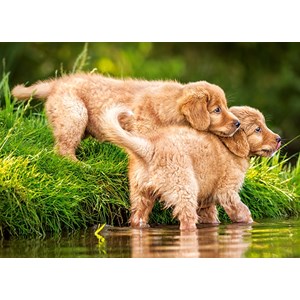 Castorland (B-06946) - "Chiots traversant la Rivière" - 60 pièces