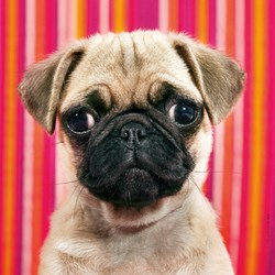 Heye (29629) - "Chien Carlin" - 100 pièces