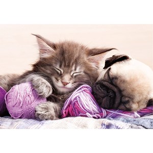 Educa (17644) - "Chaton" - 500 pièces