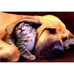 Educa (15150) - "Sweet Dreams!" - 500 pièces