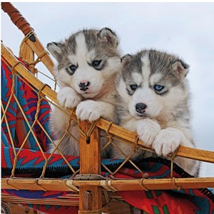 Ravensburger (15230) - "Petits Husky" - 500 pièces