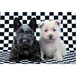 Educa (15508) - "Black and White Terriers" - 500 pièces