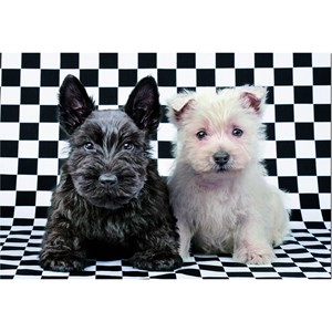 Educa (15508) - "Black and White Terriers" - 500 pièces