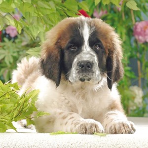 Ravensburger (15214) - "Beautiful Saint Bernard" - 500 pièces