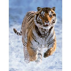 Ravensburger (14475) - "Tigre dans la Neige" - 500 pièces