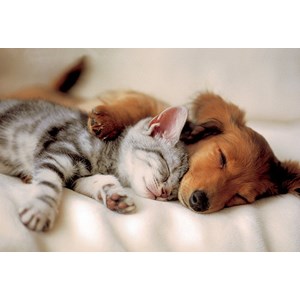 Trefl (16138) - "Sleeping Puppies" - 100 pièces