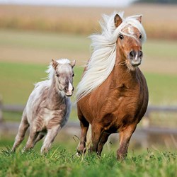 Ravensburger (09254) - "Horses" - 49 pièces