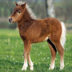 Ravensburger (09254) - "Horses" - 49 pièces