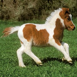 Ravensburger (09254) - "Horses" - 49 pièces