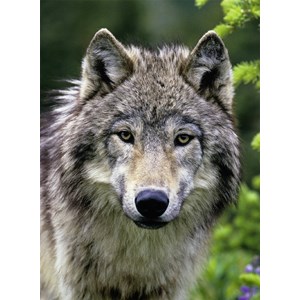 Ravensburger (14354) - "Wolf Portrait" - 500 pièces