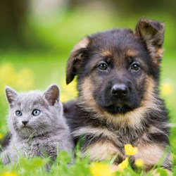 Ravensburger (09423) - "Cats And Dogs" - 49 pièces